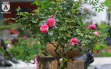 Ngắm hoa hồng bonsai trị giá cả trăm triệu đồng khoe sắc